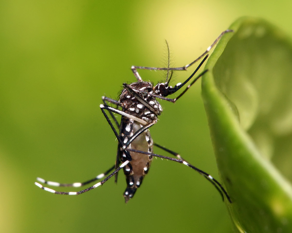 Dengue Fever Tropical Hill Paradise Hua Hin
